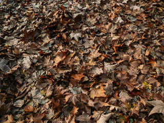 Field of maple leaves in late autumn