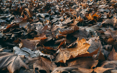 Maple leaves in late autumn - closeup shot