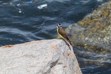 Social flycatcher on a stone, Rio de Janeiro, Brazil, South America