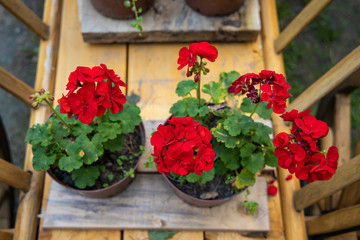 rural still life red flower vase in wooden wagon spring blossom season time foreshortening from...