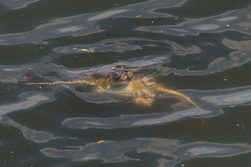 Sea Turtle in the Harbour, Rio de Janeiro, Brazil, South America