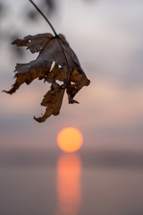 Leaf above a golden sunrise