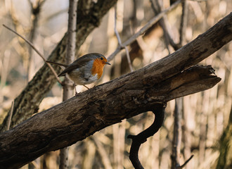 robin in a tree 
