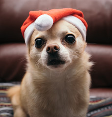 chihuahua in red hat