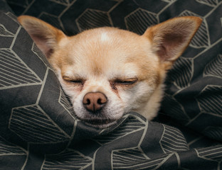 chihuahua in bed 
