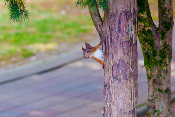 Closeup of cute Eurasian red squirrel with big ears that looks straight at the camera and you. Ordinary Squirrel (Sciurus vulgaris) - the genus of rodents of the squirrel family, sits on tree in park