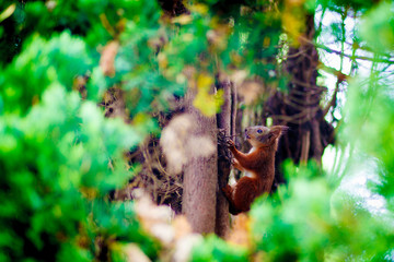 Closeup of cute Eurasian red squirrel with big ears that looks straight at the camera and you. Ordinary Squirrel (Sciurus vulgaris) - the genus of rodents of the squirrel family, sits on tree in park