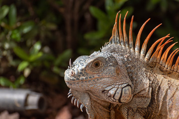 A green Iguana in a palm tree in a natural wild South American environment.