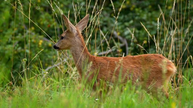European roe deer juvenile running away