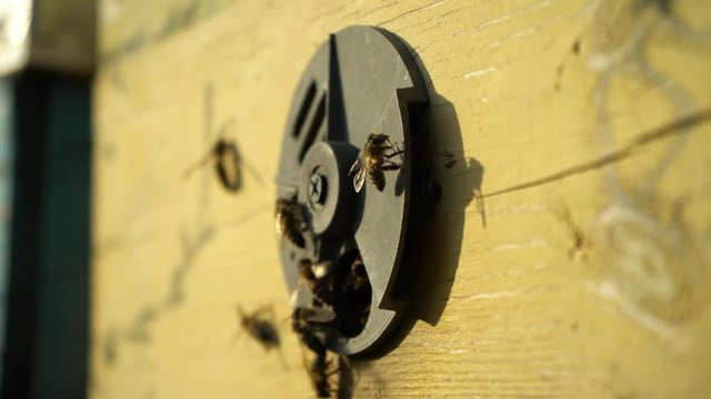 Honey bees near the new entrance of the beehive swarming and flying around their beehive. The bees at the front hive entrance. Bee flying to the hive. Hives in an apiary with working bees. Nectar.