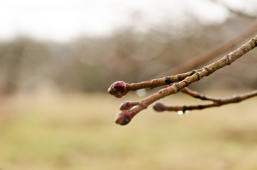 A wet tree bud on a spring day