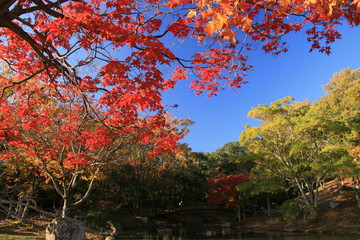 日本の秋　紅葉と浜松城公園