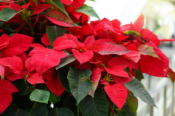 Christmas star, poinesettia tree, color red and green leaves decoration in Christmas Celebration