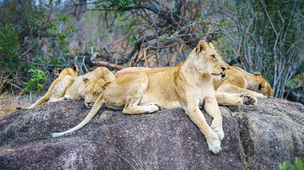 lions posing on a rock in kruger national park, mpumalanga, south africa 52