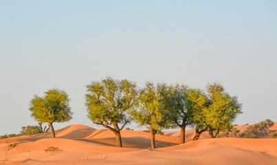 Arabian desert tree (Prosopis Cineraria) on the red sand dunes of Dubai, United Arab Emirates