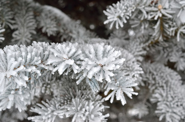 Pine needles covered with frost in the winter woods.