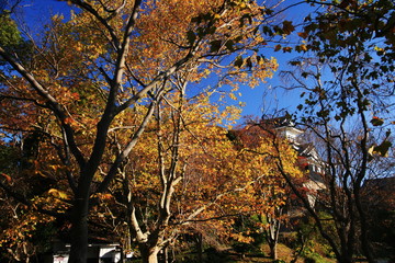 日本の秋　紅葉と浜松城