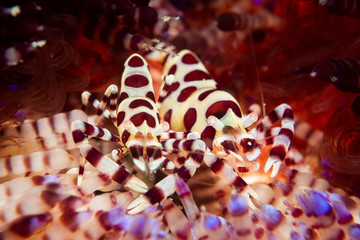 A pair of Colemans Shrimp - Periclimenes colemani - hide in the spines of a toxic fire urchin - Asthenosoma varium. Taken in Komodo National Park.