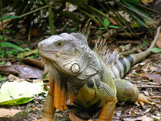 Y la iguana tomaba cafe
