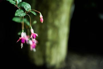 Fuchsia flower on a dark natural background
