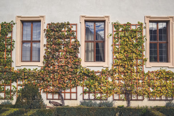 Fototapeta na wymiar Window and nature in autumn, Prague, Czech Republic
