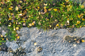 Autumn yellow dry leaves of birch tree on green grass on autumn warm day