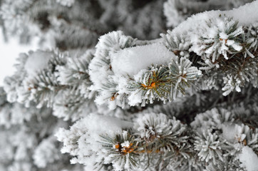 Pine needles covered with frost in the winter woods.