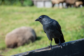Crow walking on the fence. black crow. wild bird