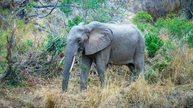 elephant in kruger national park, mpumalanga, south africa 3