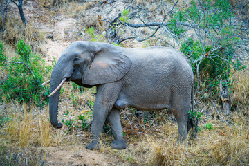 elephant in kruger national park, mpumalanga, south africa 15
