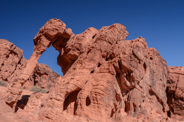 Fototapeta na wymiar Famous iconic Elephant Rock formation against a cloudless sky in Valley of Fire State Park, Nevada, USA