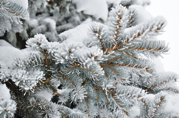 Pine needles covered with frost in the winter woods.