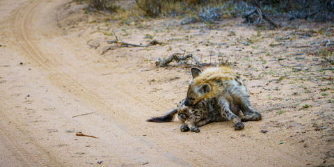 hyena in kruger national park, mpumalanga, south africa 24