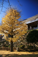 日本の秋 紅葉と浜松城天守門