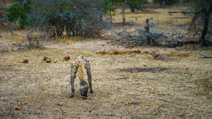 hyena in kruger national park, mpumalanga, south africa 58