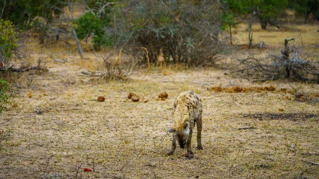 hyena in kruger national park, mpumalanga, south africa 52 © Christian B.
