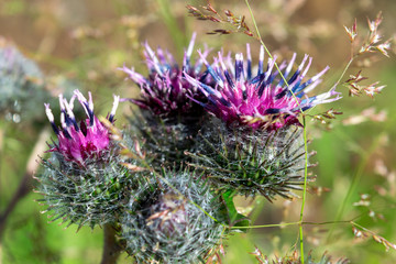 Wild flowers in a meadow nature. Natural summer background with wild flowers in the meadow in the morning sun rays. Morning field background with wild flowers.