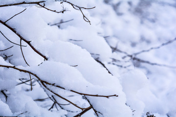 Snow covered bush branches. Fluffy snow on tree branches