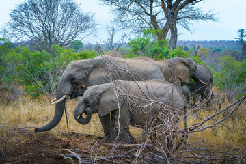 elephants with baby elephant in kruger national park, mpumalanga, south africa 10