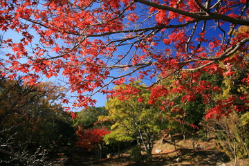 日本の秋　紅葉と浜松城公園