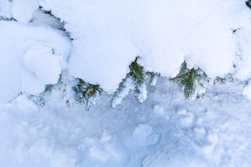 Snow covered spruce tree branch. Close-up photo of Fir-tree branch with snow