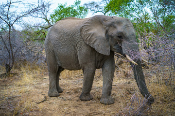 Fototapeta na wymiar elephant in kruger national park, mpumalanga, south africa 34