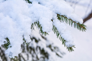 Snow covered spruce tree branch. Close-up photo of Fir-tree branch with snow