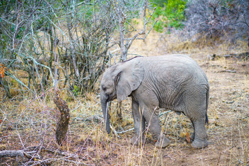 Obraz na płótnie Canvas baby elephant in kruger national park, mpumalanga, south africa 41