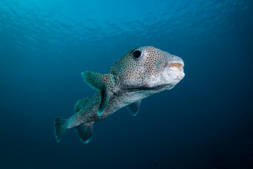 A Spot Fin Porcupine fish - Diodon hystrix - swims over the reef in blue waters. Taken in Komodo National Park, Indonesia