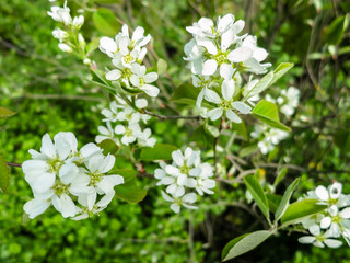 Close-up white blossoms of Amelanchier canadensis, serviceberry, shadberry or Juneberry tree on green blurred background. Selective focus. Nature concept for natural design