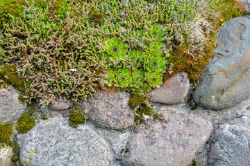 Pile granite boulders overgrown with green moss, lichen, garden plant succulent