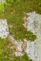 Old concrete wall with moss. Texture of weathered concrete moss covered wall