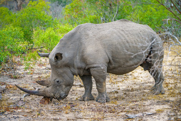 white rhino in kruger national park, mpumalanga, south africa 15