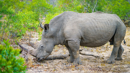 white rhino in kruger national park, mpumalanga, south africa 31